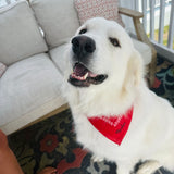 SHE'S A TEN BUT SHE EATS MY SHOES DOGGY BANDANA