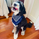 SHE'S A TEN BUT SHE EATS MY SHOES DOGGY BANDANA