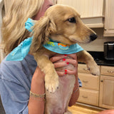 SHE'S A TEN BUT SHE EATS MY SHOES DOGGY BANDANA